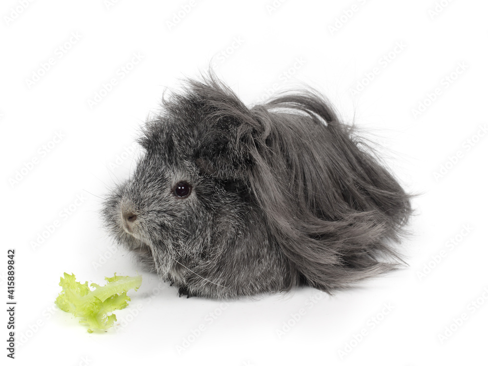 Gray guinea hotsell pig