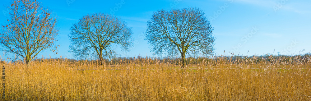 Field with reed, bushes and trees in wetland under a blue cloudy sky in sunlight in winter, Almere, Flevoland, The Netherlands, February 21, 2021 Field with reed, bushes and trees in wetland under a blue cloudy sky in sunlight in winter, Almere, Flevoland, The Netherlands, February 21, 2021