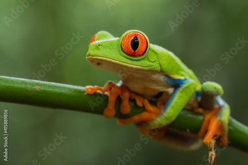 Small tropical multicolored frog with big red eye, green, white, yellow and blue screen with orange feet, holding to a stem with a blurred green background, Red-eyed Tree Frog (Agalychnis Callidryas)