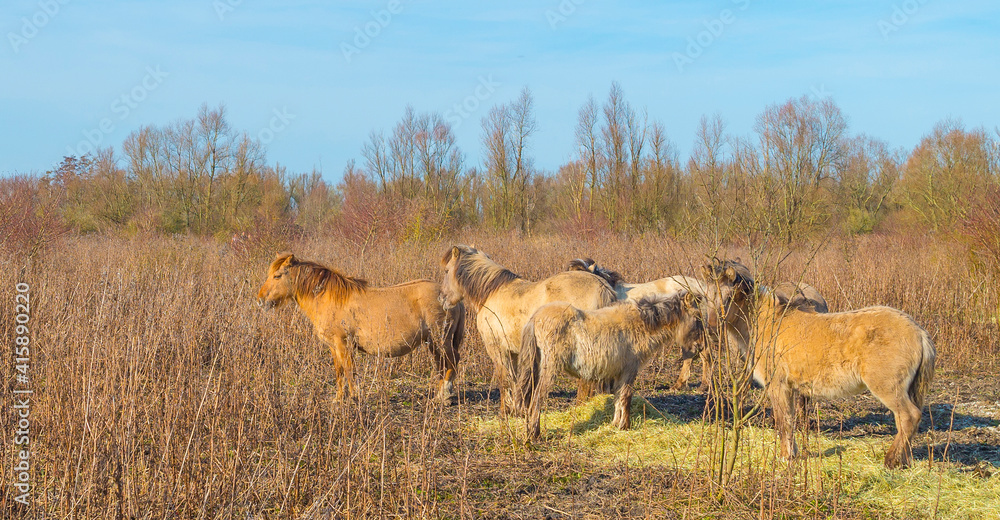 Horses along a path in a field with reed, bushes and trees in wetland under a blue cloudy sky in sunlight in winter, Almere, Flevoland, The Netherlands, February 21, 2021 Horses along a path in a field with reed, bushes and trees in wetland under a blue cloudy sky in sunlight in winter, Almere, Flevoland, The Netherlands, February 21, 2021