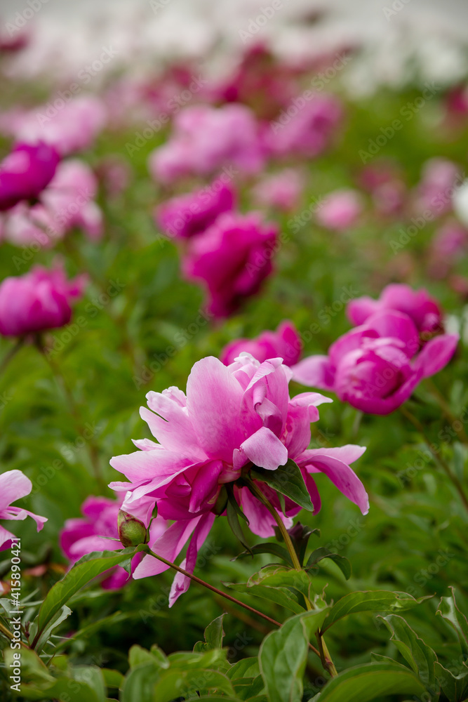 Rows of beautiful spring rose blossoms in garden Rows of beautiful spring rose blossoms in garden