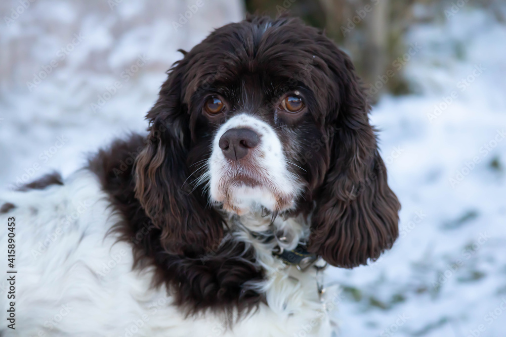 Springer and cocker spaniel dog muzzle close-up portrait. Long ears in a hunting dog. White snow in the background.