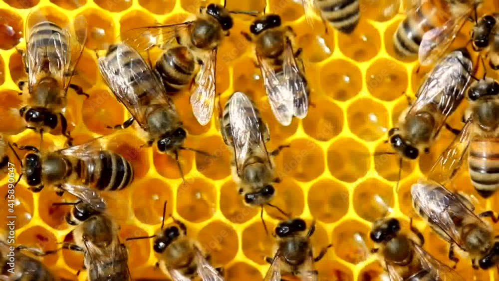 Work of young bees inside the hive.
Bees build honeycombs and convert nectar in to honey.
Work of young bees inside the hive.
Bees build honeycombs and convert nectar in to honey.