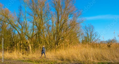 Field with reed, bushes and trees in wetland under a blue cloudy sky in sunlight in winter, Almere, Flevoland, The Netherlands, February 21, 2021