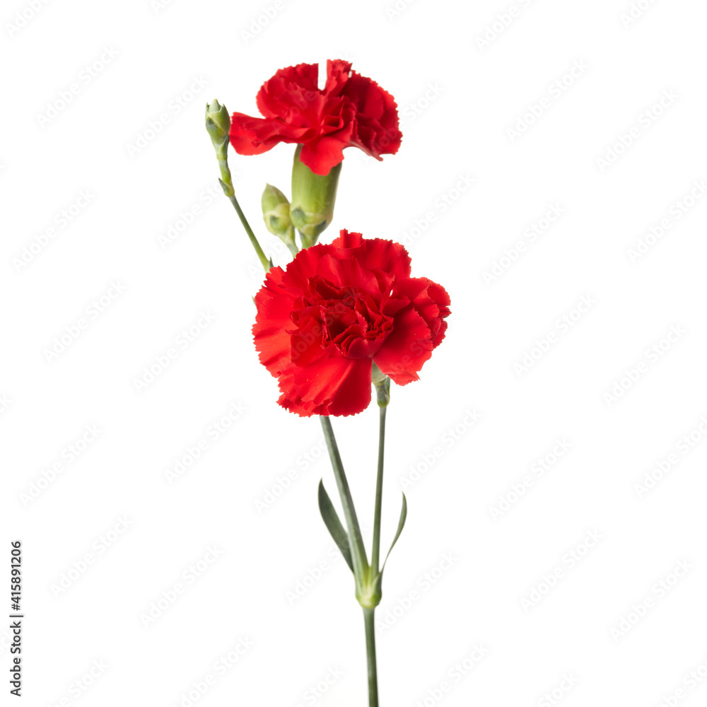 Beautiful red carnation flowers isolated on white background