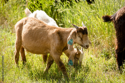 Goats grazing in summer fields