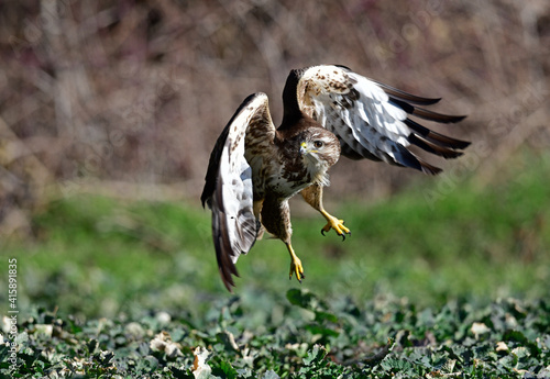 hunting Common Buzzard (Buteo buteo) // jagender Mäusebussard (Buteo buteo) photo