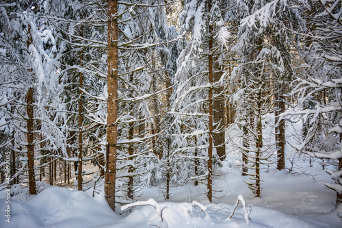 Forêt du Jura en hiver © Pyc Assaut
