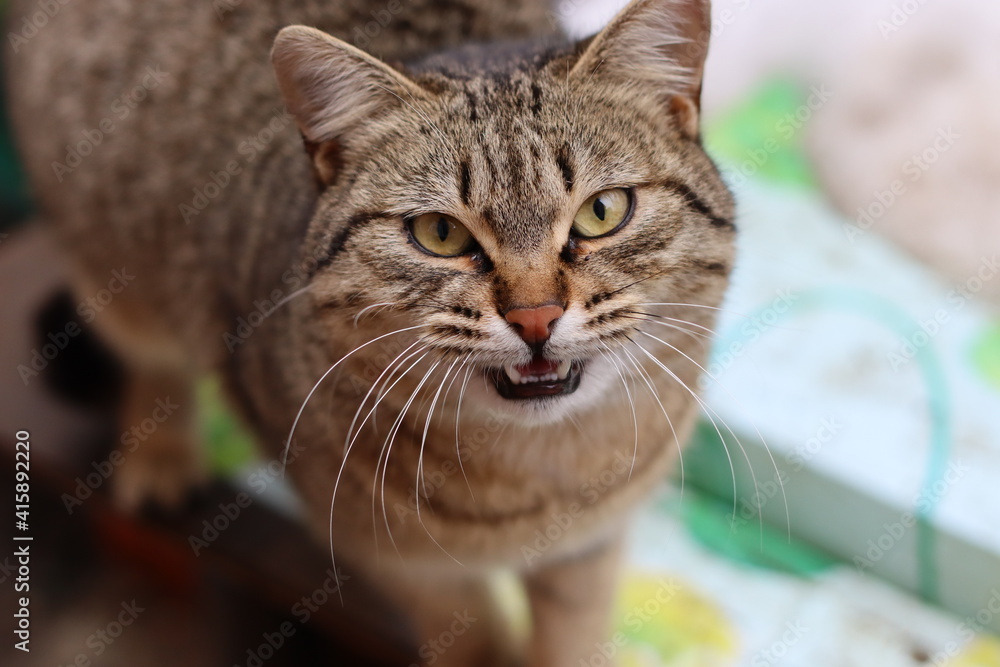 close up portrait of a cat close up portrait of a cat