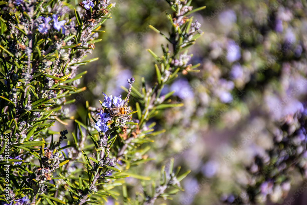 Obraz premium Honey Bee on Rosemary Flower in Garden
