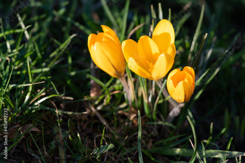 Three yellow crocuses in the grass. Select focus. Spring background with copy space and vignette effect.