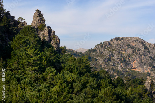 Pinsapos forest (Abies Pinsapo) in the Yunquera fir forest of the Sierra de las Nieves national park in Malaga. Spain
