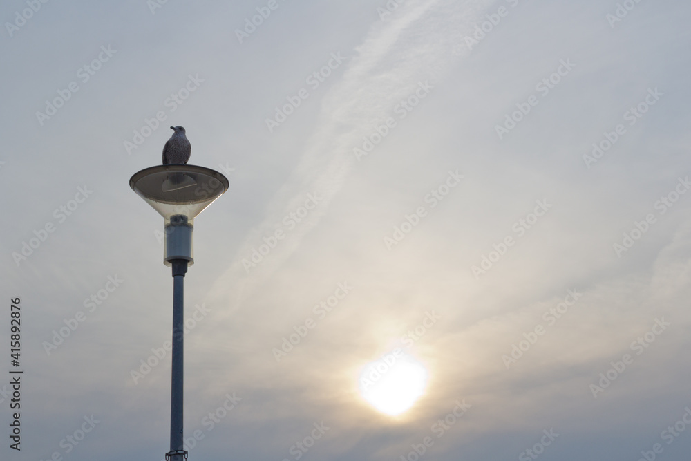 Fototapeta premium A seagull is sitting on a street lamp. Silhouette of a bird.