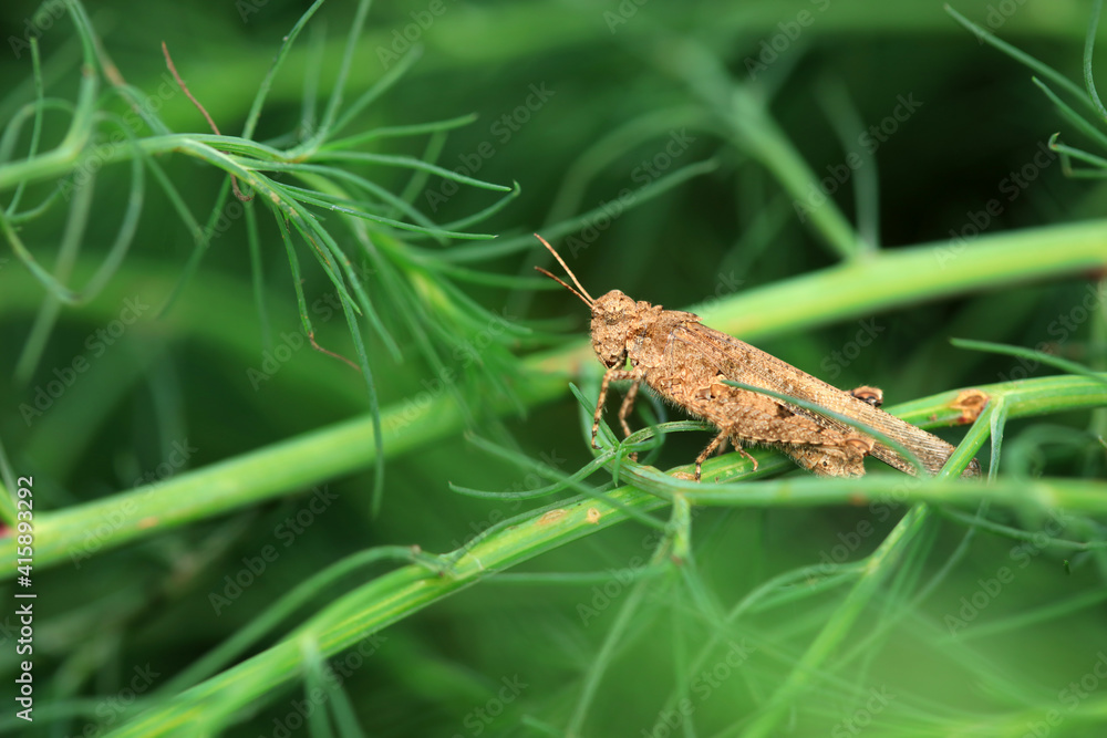 Grasshoppers on wild plants, North China Grasshoppers on wild plants, North China