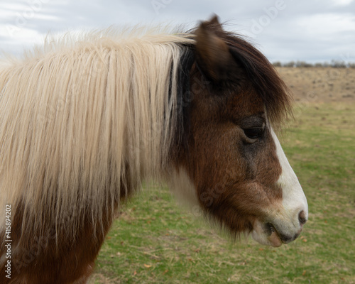 Pony Profile - Horse, Pony Portrait from Grass Valley, Oregon