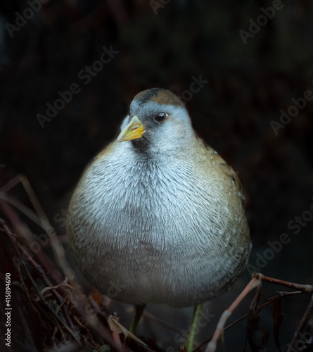 фотографія Sora Rail in Winter