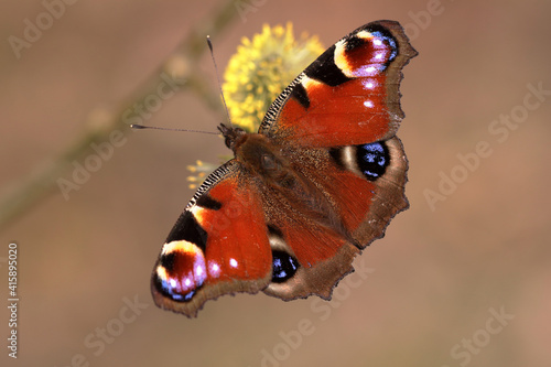 Paon de jour Aglais io butinant sur unc haton de saule au printemps photo