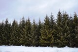 green fir trees in the snow in winter