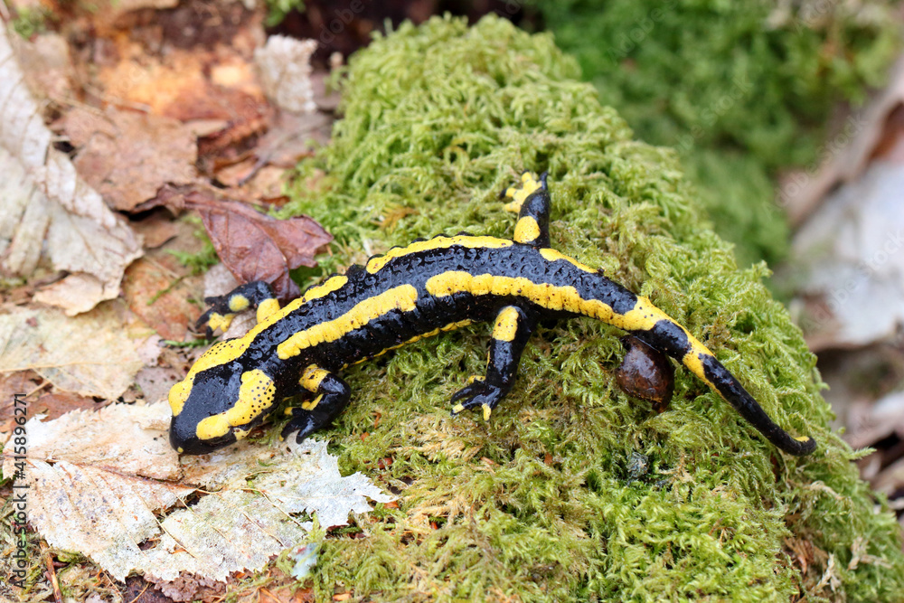 Salamandre tachetée Salamandra salamandra sur une souche en forêt 