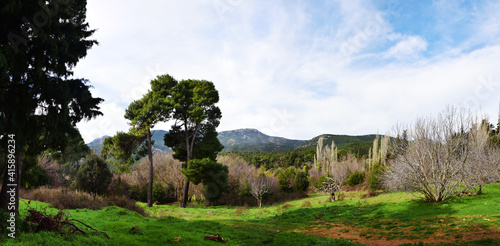 The mediterranean evergreen hard-leaved forest