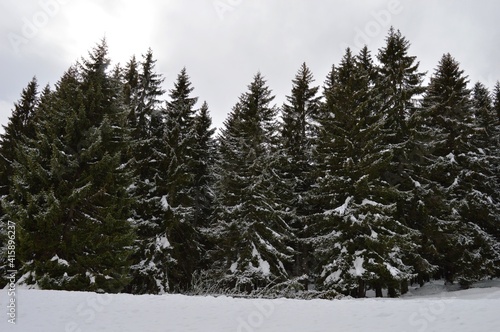 Christmas trees in the snow on the mountain