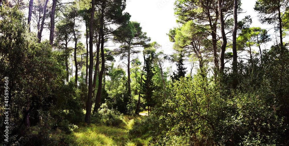 The mediterranean evergreen hard-leaved forest The mediterranean evergreen hard-leaved forest