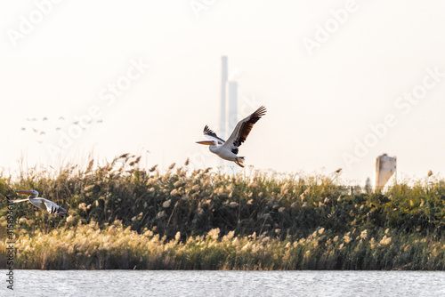 White Pelican flying in the blue sky on an early autumn morning near Zikhron Ya'akov, Israel.	 photo