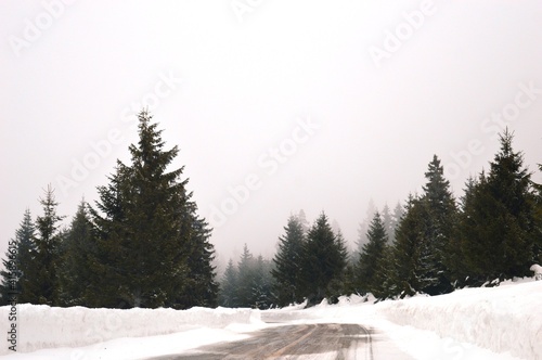 Christmas trees in the snow on the mountain
