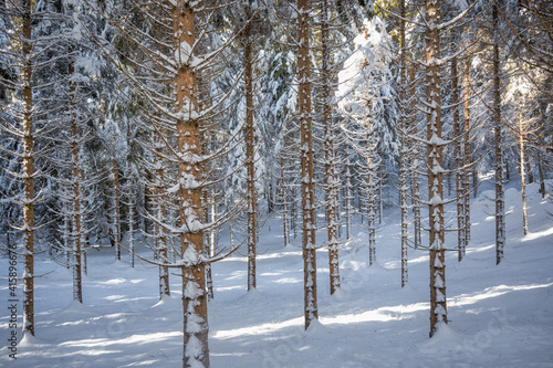 Forêt du Jura en hiver