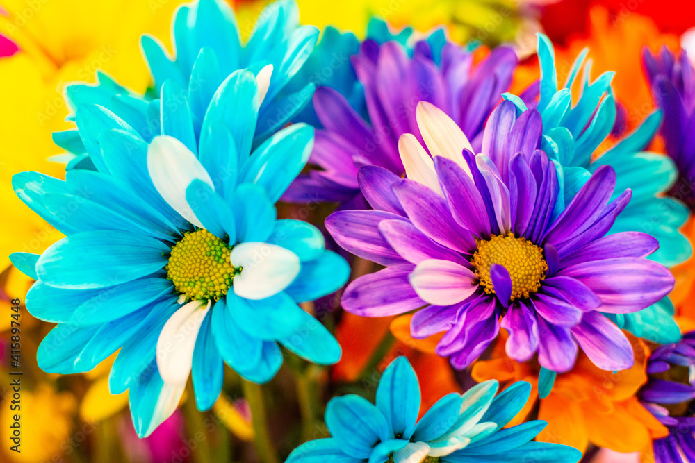 Obraz premium Rainbow flowers