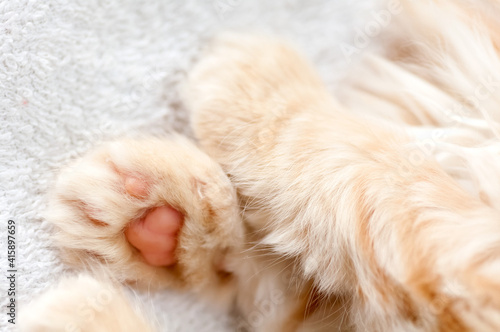 foot with pink pad red-haired kitten