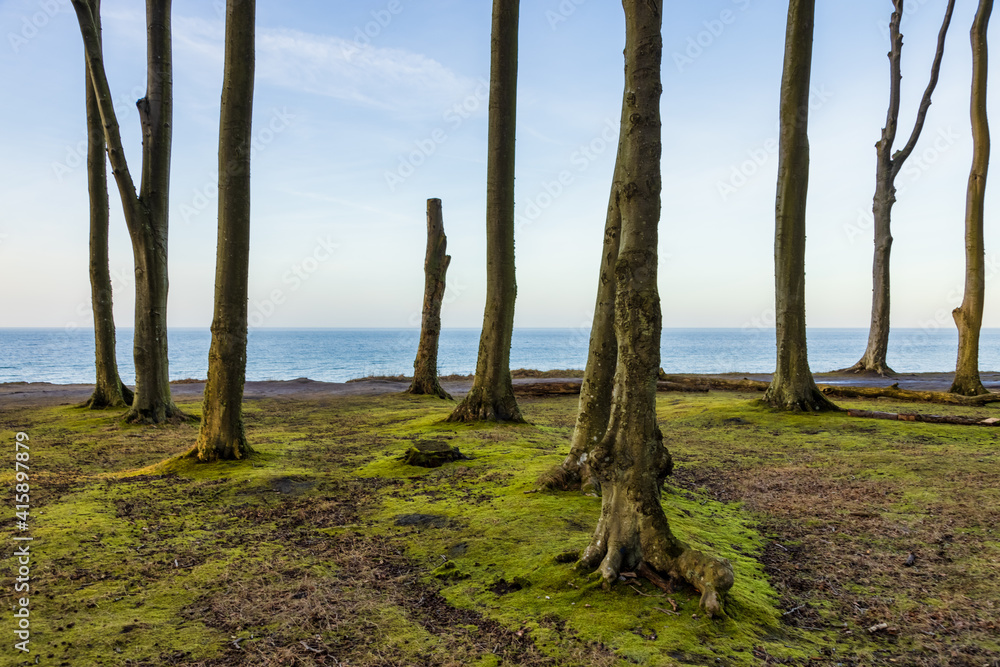 Wald Lichtung an der Küste, Buchenwald