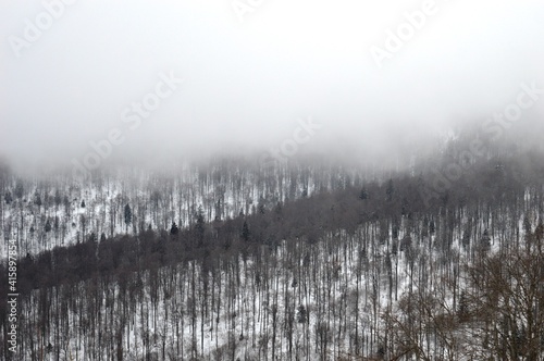 Fototapeta Naklejka Na Ścianę i Meble -  forest in the mountain in winter in the snow