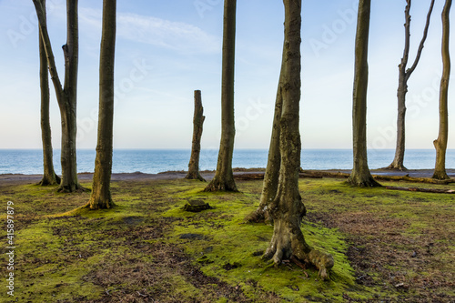 Wald Lichtung an der Küste, Buchenwald © tronixAS