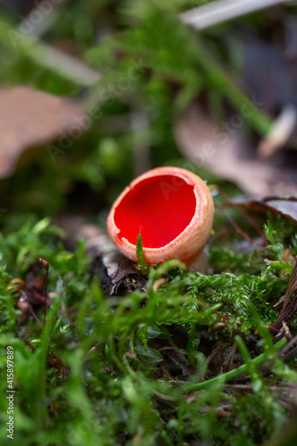 Red scarlet elf cup and green moss