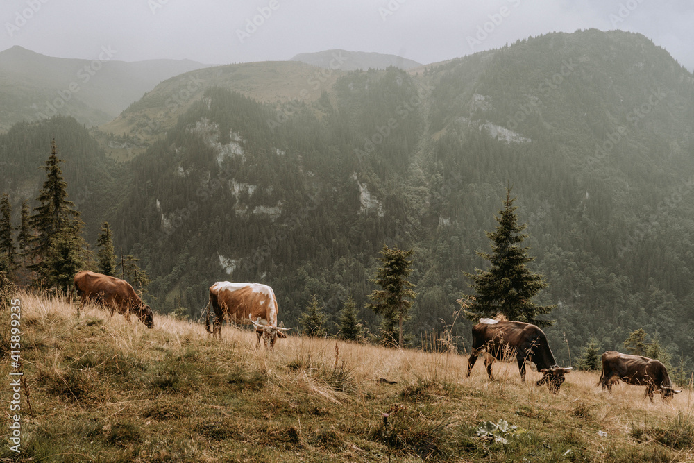 cows in the mountains cows in the mountains