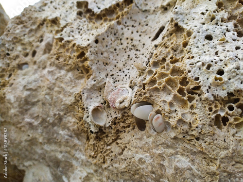 Date shell, Lithophaga lithophaga, in the rock near the sea in Rovinj, Rovignio, Istria, Croatia, Europe, Adriatic sea photo