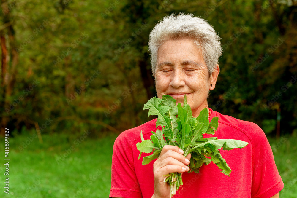 old lady with white hair smelling fresh dandelion leaves. elderly person doing activities in the field. collecting plants. old lady with white hair smelling fresh dandelion leaves. elderly person doing activities in the field. collecting plants.