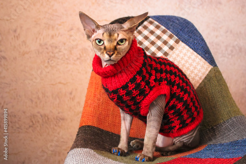 Portrait of a beautiful serious Canadian Sphynx cat with green eyes wearing in a red knit sweater close-up. Warm clothing for hairless animals. Cat in the modern interior. photo
