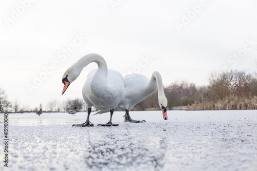 swans on frozen pond