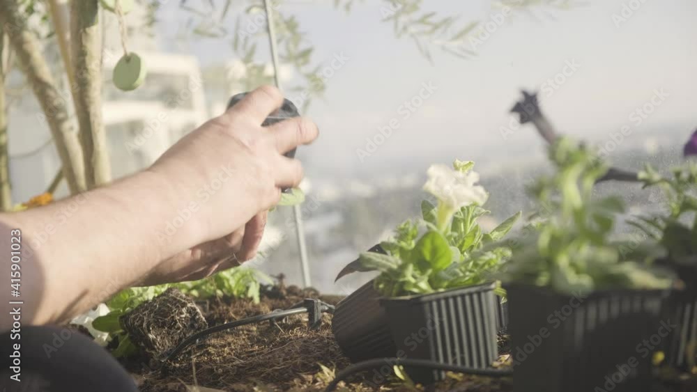 Close up of Gardeners hands digging a hole in the soil and Planting ...