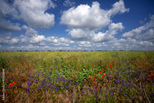 Summer, spring meadow, field of flowers, against a blue sky with white clouds