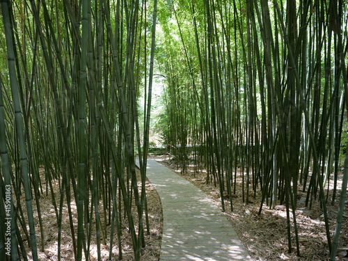 Some bamboos in the west of the parisian suburbs. summer 2020  Saint-Cloud