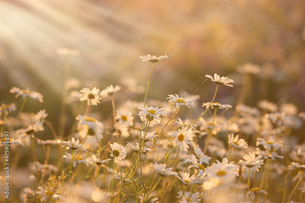 Beautiful blossoming daisies over summer meadow Beautiful blossoming daisies over summer meadow