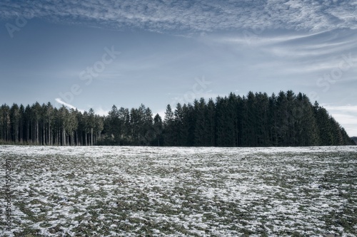 winter forest in the snow