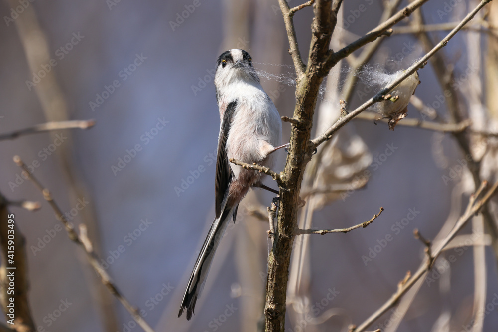 Fototapeta premium 枝にとまるエナガ
