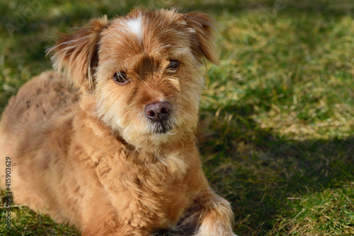 A small brown mongrel dog sits on a green meadow in springtime and looks into the camera