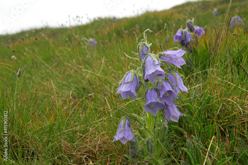 Mountain bellflowers in Tatra Mountains  Poland