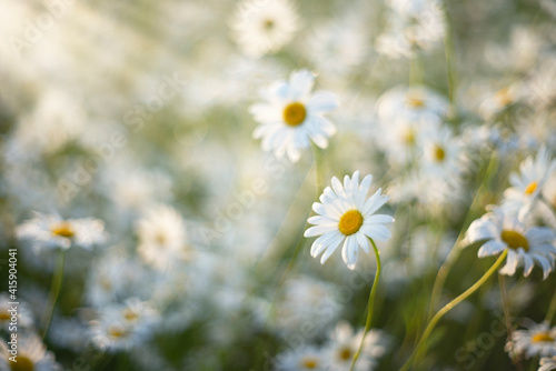 Beautiful blossoming daisies over summer meadow