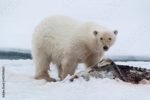 North of Svalbard, pack ice. A large male polar bear feeds on its carcass of a harp seal.